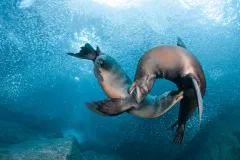 Two sea lions interact amongst schools of small fish. 