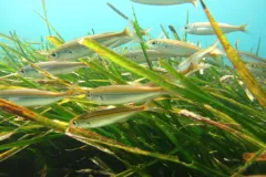 Neptune grass (Posidonia oceanica) is a slow-growing and long-lived seagrass native to the Mediterranean.