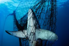A thresher shark was killed after becoming stuck in a gillnet.