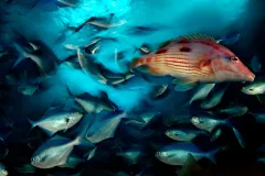 Red Pigfish and Blue Mao-Mao school at the edge of a cavern in New Zealand's Poor Knights Islands. Read photographer Brian Skerry's story behind this photo.