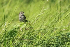 With their brown and yellow markings, seaside sparrows (Ammodramus maritimus) blend in well with marshgrass.