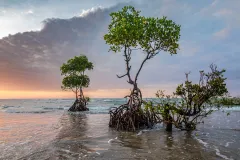 two mangrove trees in the crashing waves