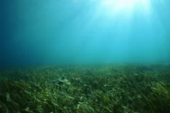 Seagrasses are flowering plants that can form dense underwater meadows and are an important shallow water habitat.