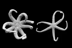 Two new species of sea stars were discovered in the deep sea: Paulasterias tyleri (on the left) in a North Pacific hydrothermal vent community, and Paulasterias mcclaini (on the right) in the deep sea off the coast of Antarctica.