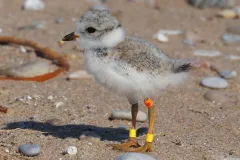A sandy grey bird with orange and yellow bands stands on a rocky beach. 