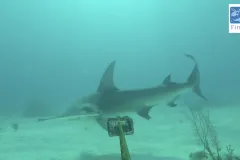 Caribbean reef sharks are not the reef's top predator. A fearful reef shark fleeing from a great hammerhead in the Exumas, Bahamas.
