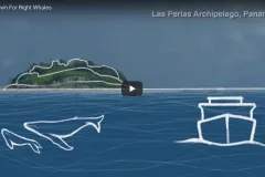 Thumbnail of a schematic of an island, boat, and a Right Whale.