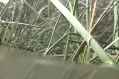 A screenshot from the video of seagrass in Chesapeake Bay. 