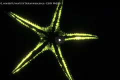 A screenshot from the video showing a bioluminescent seastar. 