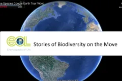 Screen shot of "Sea Grapes: A Google Earth Tour" with aerial view of the Earth in Google Earth. 