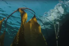 Screenshot from video with large kelp leaves floating in the ocean.