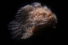 a hairy frogfish with a dark background