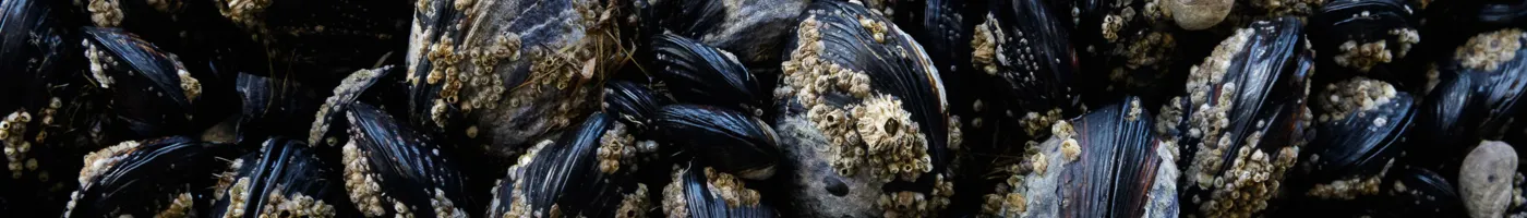 Close up image of mussels with small, white barnacles on their shells. 