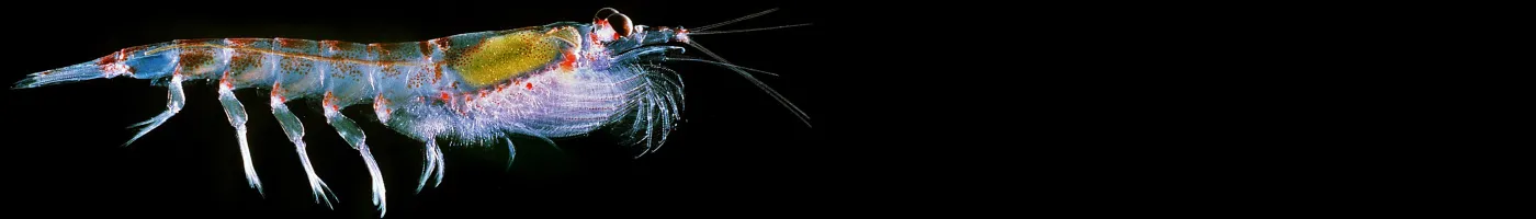 Up-close image of a translucent krill. 