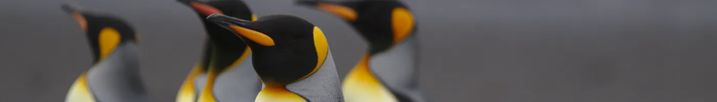 King penguins stand side by side
