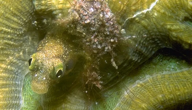 Portrait of a yellow-green blennie (family Clinidae) hiding in the groove of a green brain coral.