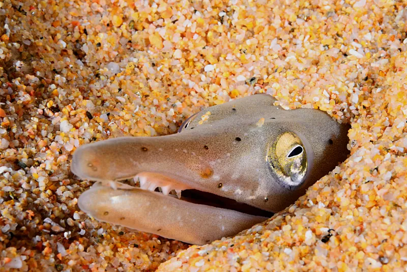 The face of a serpent eel pokes up from beneath the sand. 