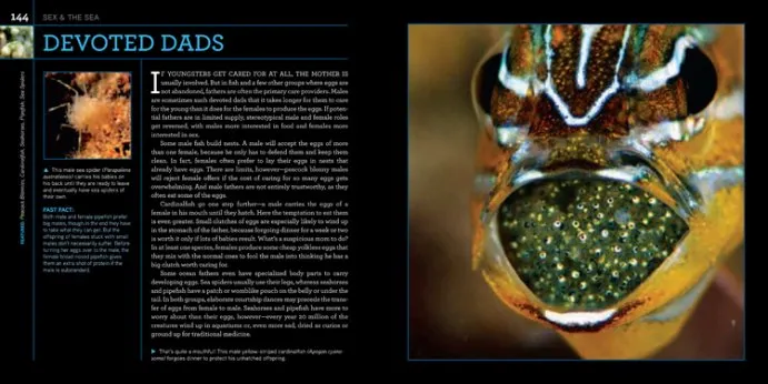 Photo Spread showing male fish with mouth full of eggs from Citizens of the Sea