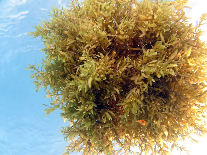 Sargassum forms dense clumps up to the size of a beach ball that slowly rotate as they drift. 
