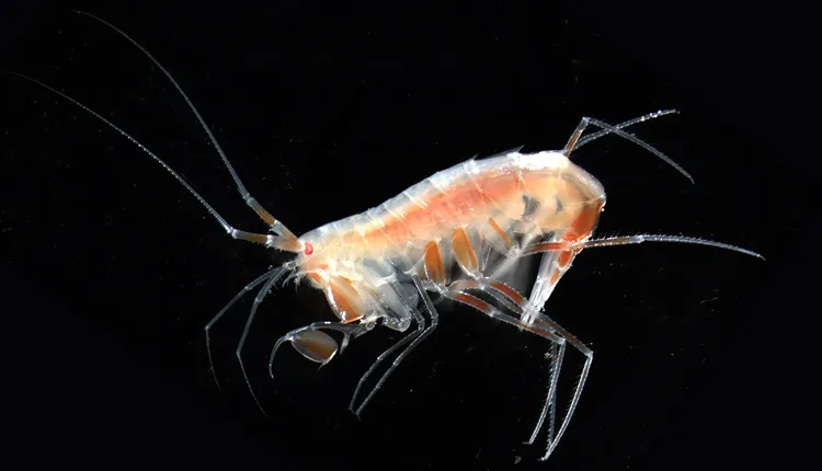 The amphipod Eusirus holmii inhabits sea ice, the water column and the sea floor
