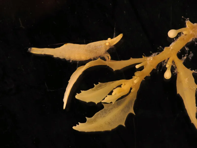 This shrimp is colored to fit in - probably why they are common members of the seaweed community.