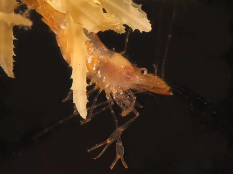 Brown grass shrimp on a floating piece of seaweed. 