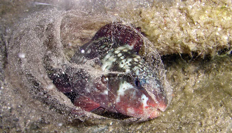 A parrotfish creates a mucus cocoon to protect it from parasites while sleeping.