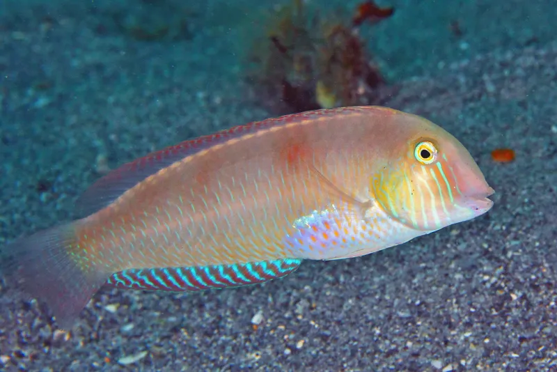 A pearly razorfish