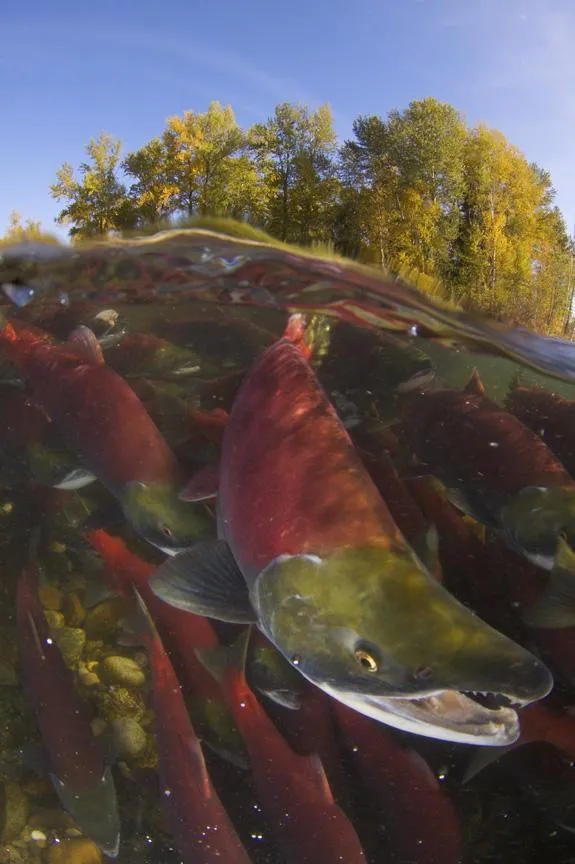Photo of sockeye salmon spawning.
