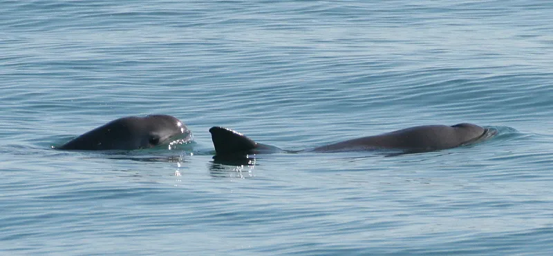 Photo of vaquita at the water’s surface with its face plainly visible.