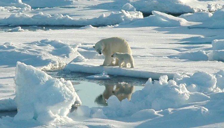 Polar bears are threatened by a lack of sea ice.