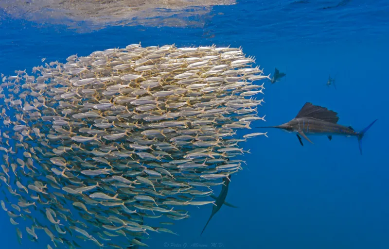 This bait ball shows how small fish can react when larger predators are near, gathering tightly together in a ball-like formation that exposes the least number of fish.