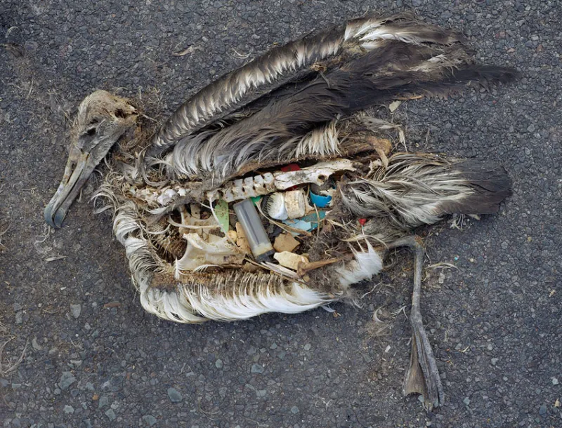 Midway Atoll, where these photos were taken, is more than 2,000 miles from the nearest land.