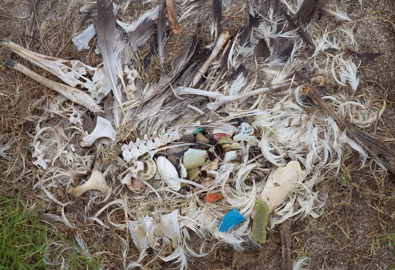 Artist Chris Jordan, who took these photos, is making a documentary about Laysan albatrosses on Midway Atoll and their plastic problem. Watch the trailer.