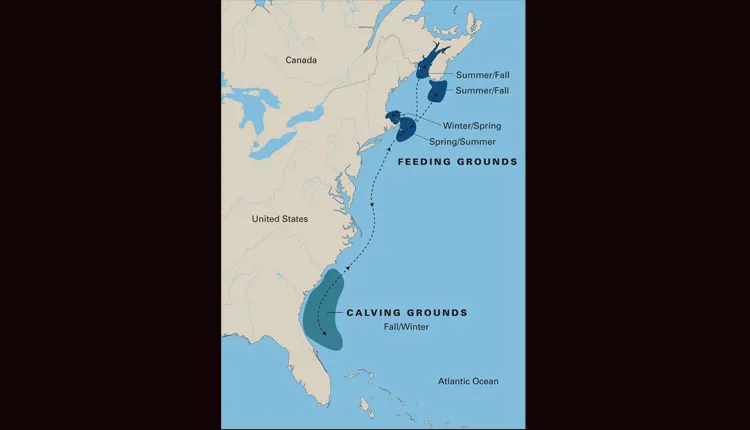 Researchers have identified five areas of high North Atlantic right whale concentration between Canada and Florida.