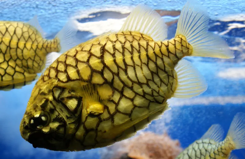 No glue and glitter needed here! The pinecone fish (Monocentris japonicus) looks like the real thing on land—covered in large scales with a dark trim. They are found lurking in caves and under ledges in the Indian and Western Pacific Oceans, and are a po