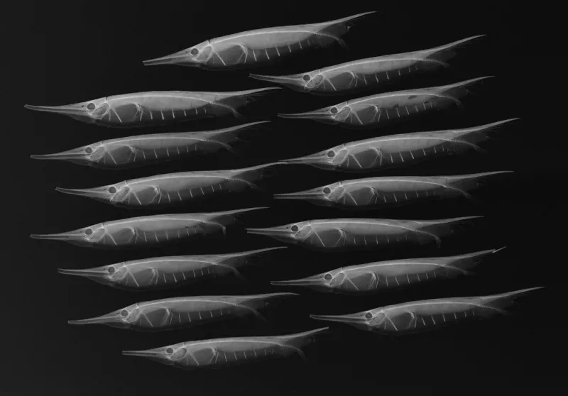 A school of grooved razorfish seen in x-ray imaging.