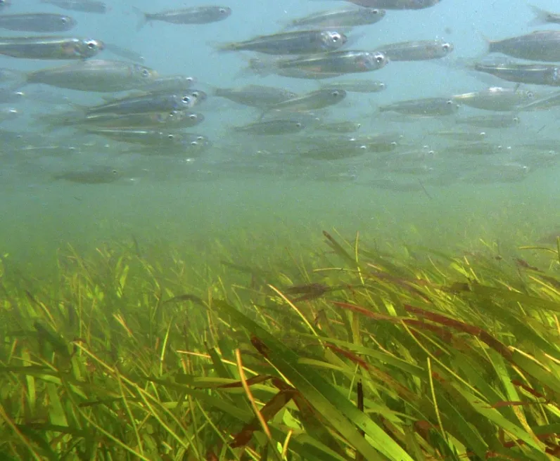 Hardy head silversides (Atherinomorus lacunosus) are abundant fish in shallow water reef flat seagrass meadows throughout the Indo-Pacific.