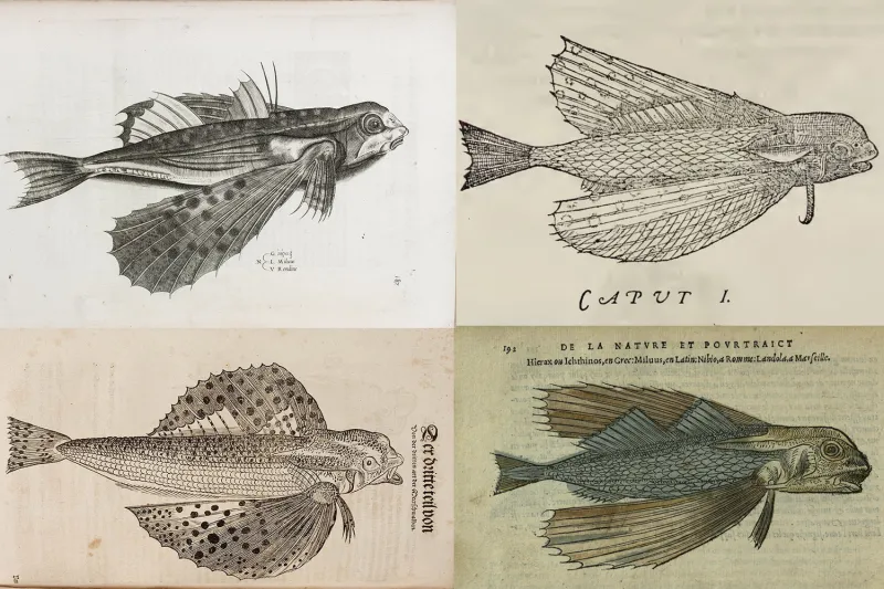 four illustrations of the flying fish