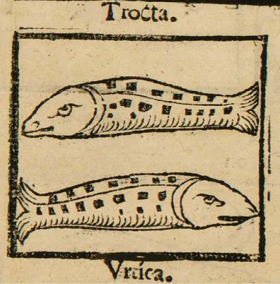 two printed fish side by side