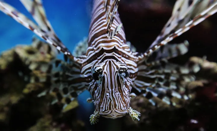 Lionfish are referred to as turkeyfish because, depending on how you view them, their spines can resemble the plumage of a turkey.