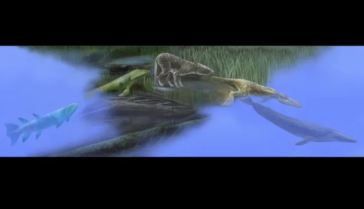 Vertebrates evolved in the sea and eventually moved onto land. The ancestors of whales later returned to the sea.