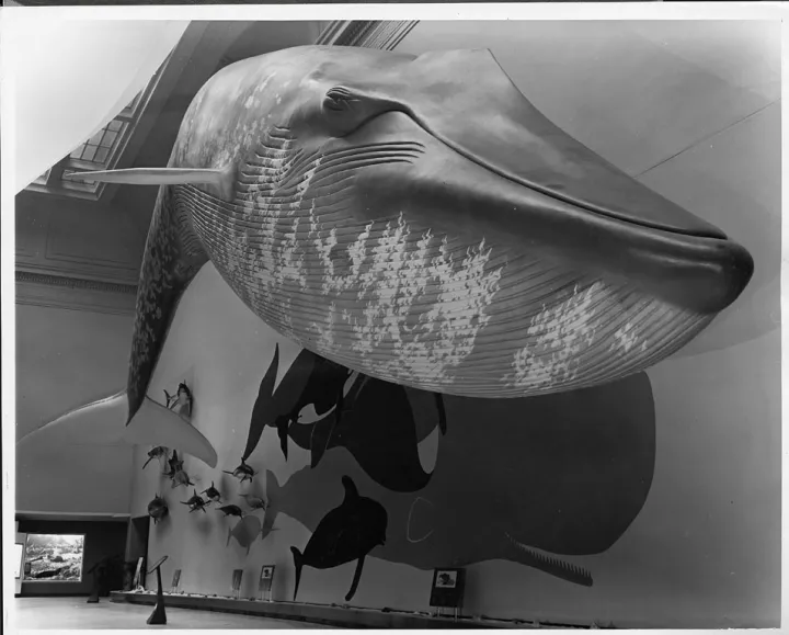 A blue whale model in the Life in the Sea exhibit