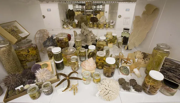 A few corals are part of this small sampling of the approximately 35 million specimens represented in the invertebrate zoology collection housed at the National Museum of Natural History.