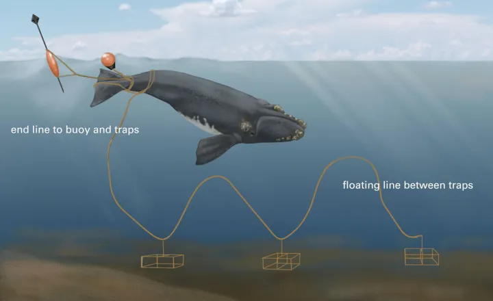 This illustration shows how fishing lines attached to traps and buoys on the ocean floor present a potentially deadly hazard to North Atlantic right whales.