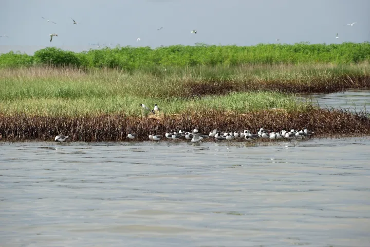 an oiled marsh area with birds
