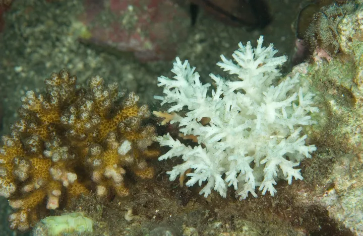 Compare the healthy coral on the left with the bleached coral on the right.