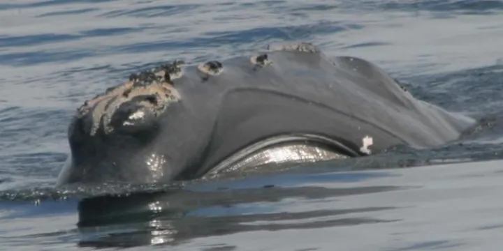 Phoenix is seen skim feeding off the coast of Maine in August 2004.