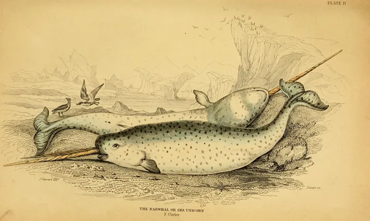 An illustration of two narwals, one with two tusks