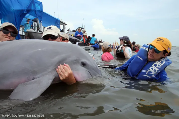 veterinarians hold a dolphin